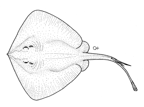 Dasyatis Brevicaudata (Shor Tail Stingray) Coloring Page